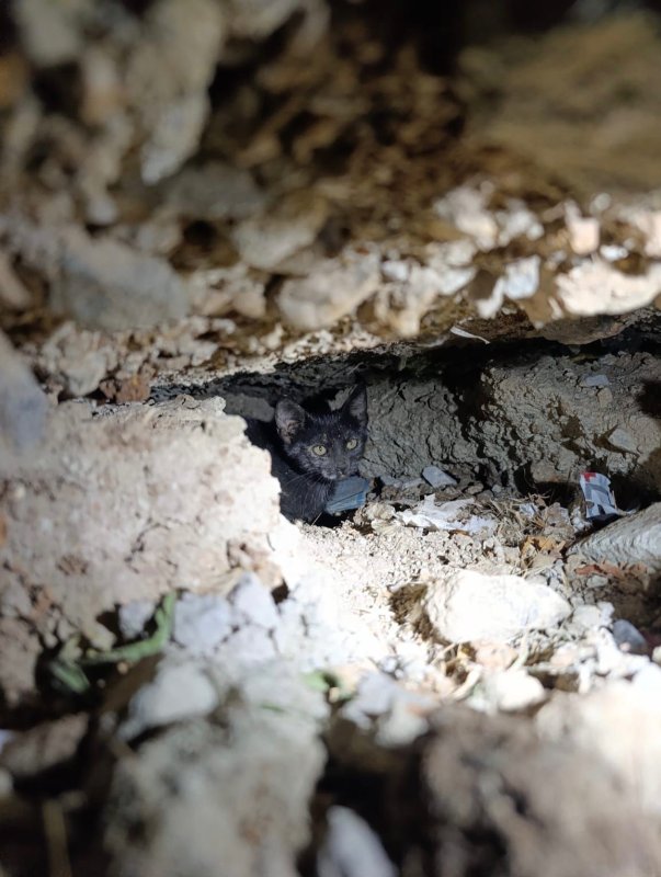Antakya’da beton boru içinde sıkışan kedi kurtarıldı