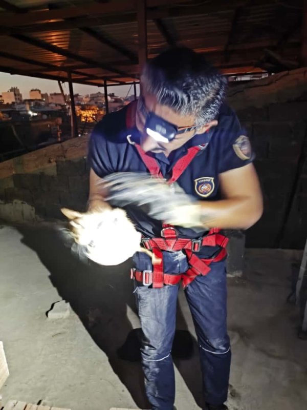 Hatay’da havalandırma boşluğuna düşen kedi kurtarıldı