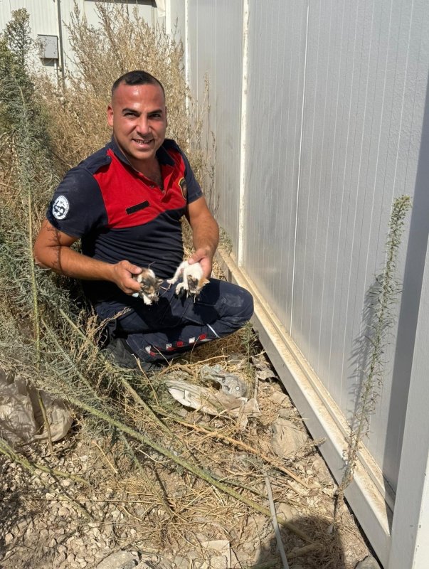 Konteynerin altında mahsur kalan kedileri itfaiye kurtardı (Fotoğraflı) Mehmet İhsan Çakar HATAY (İHA) - Hatay'da konteynerin altında mahsur kalan yavru kedileri, itfaiye ekipleri kurtardı. Antakya ilçesi Haraparası Mahallesi’nde konteyner altında sıkışarak mahsur kalan yavru kedileri fark eden vatandaş durumu itfaiye ekiplerine bildirdi. Yavru kediler, ekiplerin titiz çalışmasıyla güvenle kurtarıldı. Kurtarılan kediler; annesi yakınlarda bulunamadığından, bakımlarının yapılması için Antakya Sahipsiz Hayvan Bakım Evine teslim edildi.