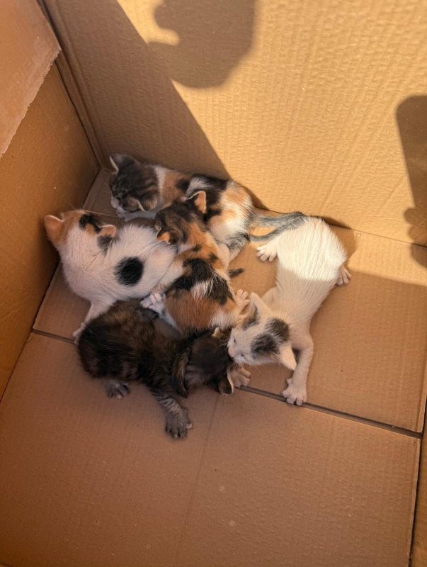 Konteynerin altında mahsur kalan kedileri itfaiye kurtardı (Fotoğraflı) Mehmet İhsan Çakar HATAY (İHA) - Hatay'da konteynerin altında mahsur kalan yavru kedileri, itfaiye ekipleri kurtardı. Antakya ilçesi Haraparası Mahallesi’nde konteyner altında sıkışarak mahsur kalan yavru kedileri fark eden vatandaş durumu itfaiye ekiplerine bildirdi. Yavru kediler, ekiplerin titiz çalışmasıyla güvenle kurtarıldı. Kurtarılan kediler; annesi yakınlarda bulunamadığından, bakımlarının yapılması için Antakya Sahipsiz Hayvan Bakım Evine teslim edildi.