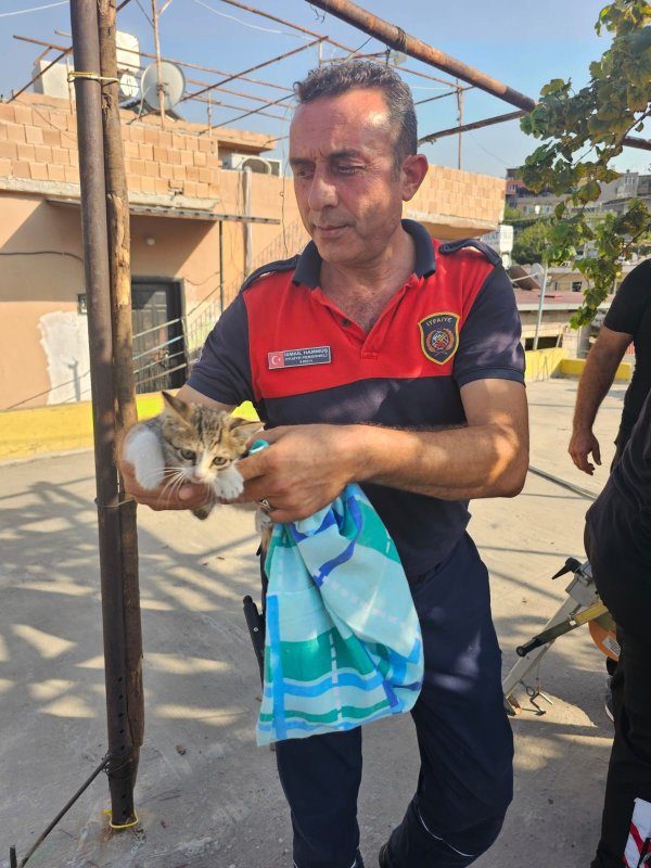 Apartman boşluğuna düşen kedi zorlu operasyonla kurtarıldı (Fotoğraflı) Ogün Aslan HATAY (İHA) - Hatay'da apartman boşluğunda mahsur kalan yavru kedi, itfaiye ekiplerinin çalışmasıyla kurtarıldı. Edinilen bilgiye göre, ilçeye bağlı Gültepe Mahallesi'nde bir apartmanın boşluğunda yavru kedinin mahsur kaldığını fark eden vatandaşlar, durumu itfaiyeye bildirdi. Olay yerine gelen Hatay Büyükşehir Belediyesi İskenderun İtfaiye Müdürlüğü ekipleri, kısa sürede çalışma başlatarak kediyi sıkıştığı yerden çıkardı. Sağlık durumunun iyi olduğu öğrenilen yavru kedi, bulunduğu bölgede doğal yaşam alanına bırakıldı.