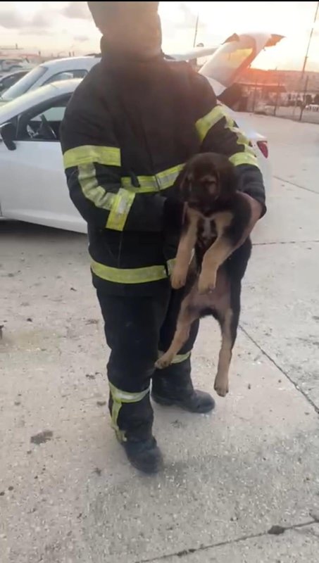 Konteyner altında sıkışıp mahsur kalan yavru köpeği itfaiye ekipleri kurtardı