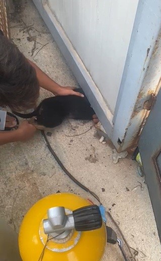 Konteyner altında sıkışıp mahsur kalan yavru köpeği itfaiye ekipleri kurtardı