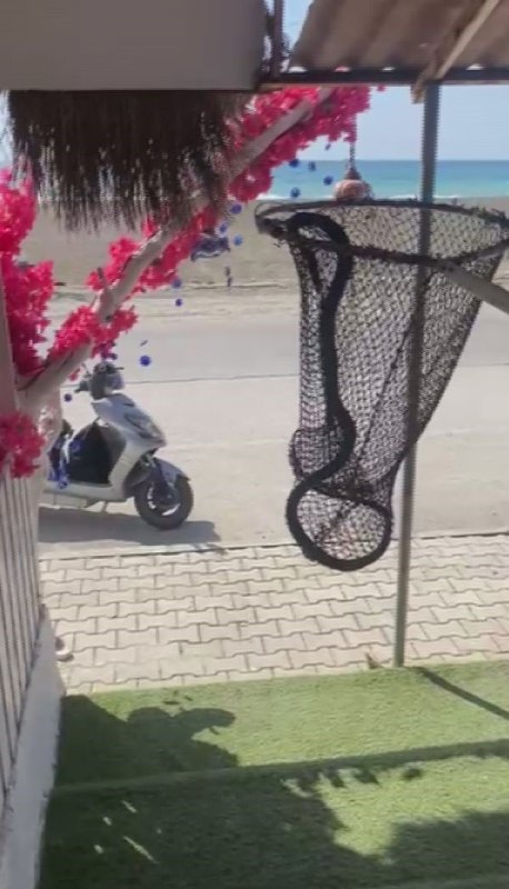 Marketin soğutma dolabına giren yılanı, itfaiye yakaladı