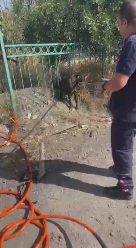 Demir korkuluğa sıkışıp mahsur kalan köpeği itfaiye kurtardı