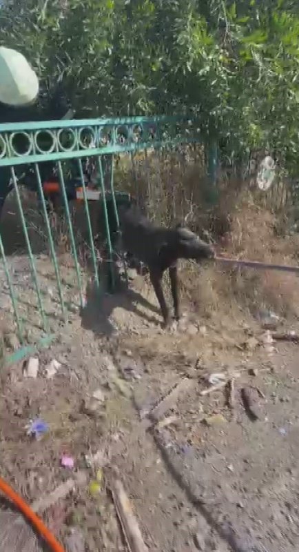 Demir korkuluğa sıkışıp mahsur kalan köpeği itfaiye kurtardı