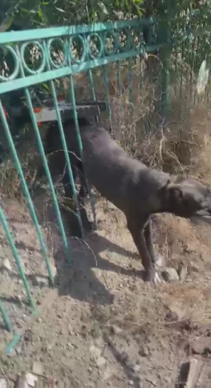 Demir korkuluğa sıkışıp mahsur kalan köpeği itfaiye kurtardı