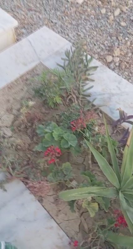 Depremde kaybettiği 3 evladının mezarında "Size bir damla su verecek kimse kalmadı, Allah sizi unutmaz evladım" diyen Suriyeli anne duygulandırdı