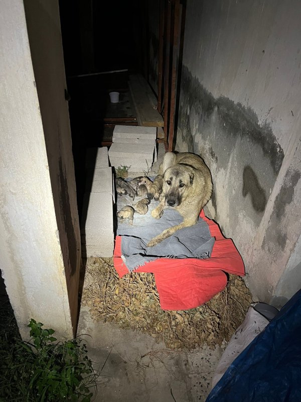Sulama kanalına düşen anne köpek ve yavrularını itfaiye ekipleri kurtardı (Fotoğraflı) Ramazan İlın HATAY (İHA) - Hatay'ın Samandağ ilçesinde sulama kanalında mahsur kalan anne köpek ve yavruları, itfaiye ekiplerince kurtarıldı. Samandağ ilçesi Kapısuyu Mahallesi'nde anne köpek ve yavruları sulama kanalına düşerek mahsur kaldı. Anne köpek ve yavrularının seslerini duyan vatandaşlar, durumu 112 Acil Çağrı Merkezi'ne bildirdi. İhbar üzerine olay yerine Hatay Büyükşehir Belediyesi itfaiye ekibi sevk edildi. Kısa sürede bölgeye gelen ekiplerin müdahalesiyle anne köpek ve yavruları kurtarılarak, güvenli bölgeye taşındı.
