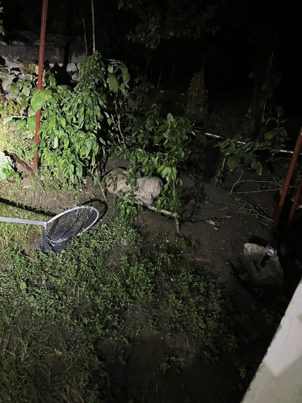 Sulama kanalına düşen anne köpek ve yavrularını itfaiye ekipleri kurtardı (Fotoğraflı) Ramazan İlın HATAY (İHA) - Hatay'ın Samandağ ilçesinde sulama kanalında mahsur kalan anne köpek ve yavruları, itfaiye ekiplerince kurtarıldı. Samandağ ilçesi Kapısuyu Mahallesi'nde anne köpek ve yavruları sulama kanalına düşerek mahsur kaldı. Anne köpek ve yavrularının seslerini duyan vatandaşlar, durumu 112 Acil Çağrı Merkezi'ne bildirdi. İhbar üzerine olay yerine Hatay Büyükşehir Belediyesi itfaiye ekibi sevk edildi. Kısa sürede bölgeye gelen ekiplerin müdahalesiyle anne köpek ve yavruları kurtarılarak, güvenli bölgeye taşındı.