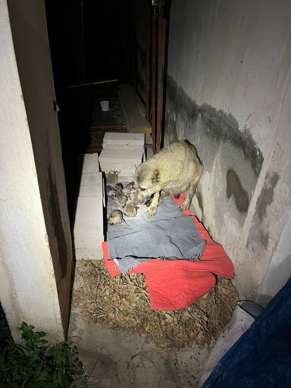 Sulama kanalına düşen anne köpek ve yavrularını itfaiye ekipleri kurtardı (Fotoğraflı) Ramazan İlın HATAY (İHA) - Hatay'ın Samandağ ilçesinde sulama kanalında mahsur kalan anne köpek ve yavruları, itfaiye ekiplerince kurtarıldı. Samandağ ilçesi Kapısuyu Mahallesi'nde anne köpek ve yavruları sulama kanalına düşerek mahsur kaldı. Anne köpek ve yavrularının seslerini duyan vatandaşlar, durumu 112 Acil Çağrı Merkezi'ne bildirdi. İhbar üzerine olay yerine Hatay Büyükşehir Belediyesi itfaiye ekibi sevk edildi. Kısa sürede bölgeye gelen ekiplerin müdahalesiyle anne köpek ve yavruları kurtarılarak, güvenli bölgeye taşındı.