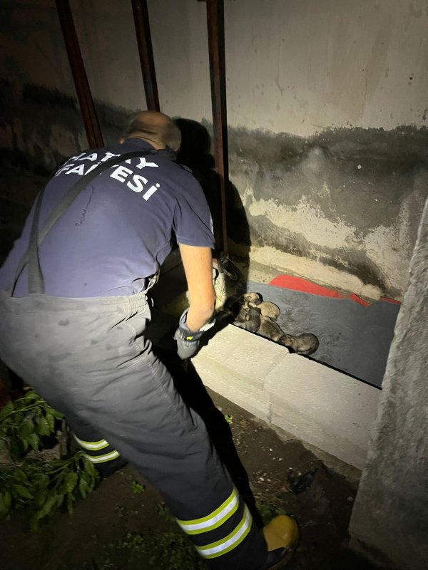 Sulama kanalına düşen anne köpek ve yavrularını itfaiye ekipleri kurtardı (Fotoğraflı) Ramazan İlın HATAY (İHA) - Hatay'ın Samandağ ilçesinde sulama kanalında mahsur kalan anne köpek ve yavruları, itfaiye ekiplerince kurtarıldı. Samandağ ilçesi Kapısuyu Mahallesi'nde anne köpek ve yavruları sulama kanalına düşerek mahsur kaldı. Anne köpek ve yavrularının seslerini duyan vatandaşlar, durumu 112 Acil Çağrı Merkezi'ne bildirdi. İhbar üzerine olay yerine Hatay Büyükşehir Belediyesi itfaiye ekibi sevk edildi. Kısa sürede bölgeye gelen ekiplerin müdahalesiyle anne köpek ve yavruları kurtarılarak, güvenli bölgeye taşındı.