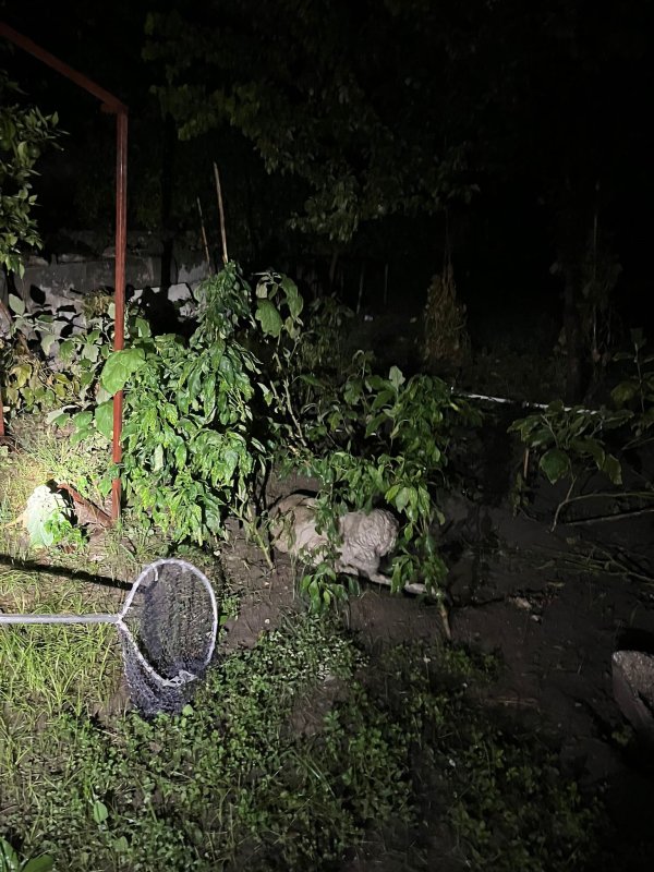 Sulama kanalına düşen anne köpek ve yavrularını itfaiye ekipleri kurtardı (Fotoğraflı) Ramazan İlın HATAY (İHA) - Hatay'ın Samandağ ilçesinde sulama kanalında mahsur kalan anne köpek ve yavruları, itfaiye ekiplerince kurtarıldı. Samandağ ilçesi Kapısuyu Mahallesi'nde anne köpek ve yavruları sulama kanalına düşerek mahsur kaldı. Anne köpek ve yavrularının seslerini duyan vatandaşlar, durumu 112 Acil Çağrı Merkezi'ne bildirdi. İhbar üzerine olay yerine Hatay Büyükşehir Belediyesi itfaiye ekibi sevk edildi. Kısa sürede bölgeye gelen ekiplerin müdahalesiyle anne köpek ve yavruları kurtarılarak, güvenli bölgeye taşındı.
