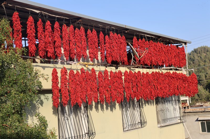 Kurutmalık biberlerle mahalle adeta kırmızıya büründü