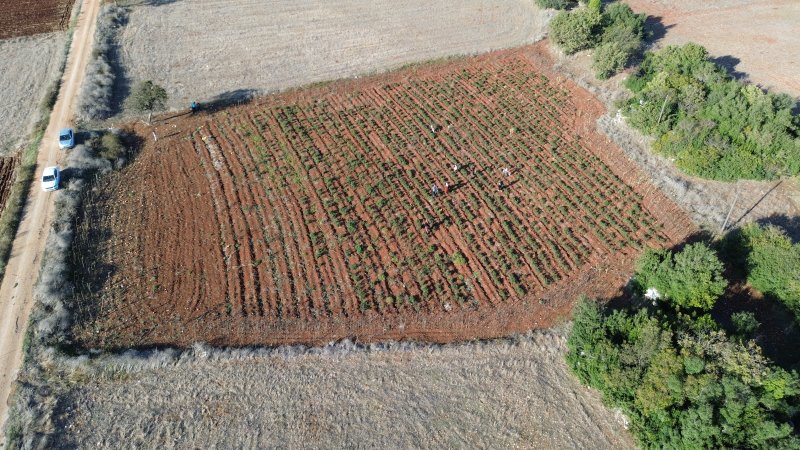 Susuz yetişen domateste mevsim normallerinin üstündeki sıcaklarda hasat sürüyor