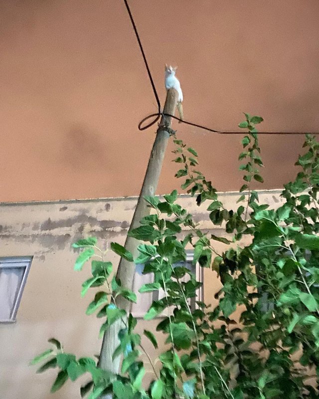  Kedi çıktığı direkte mahsur kaldı