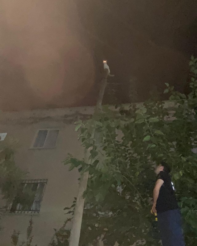  Kedi çıktığı direkte mahsur kaldı