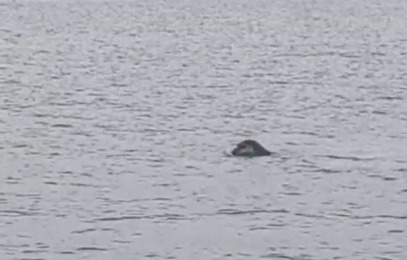 İskenderun körfezinde nesli tükenmekte olan Akdeniz foku kameralara yakalandı