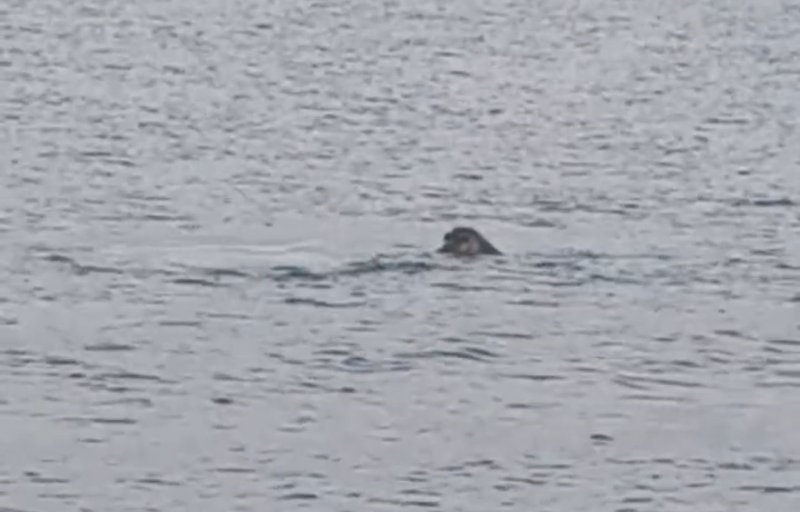 İskenderun körfezinde nesli tükenmekte olan Akdeniz foku kameralara yakalandı