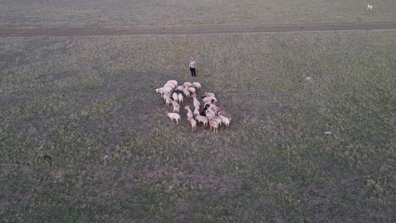 8 yıl önce devlet desteğiyle 31 koyun alan mahallenin tek kadın çobanı, koyunlardan elde ettiği kazançla ev ve araba sahibi oldu