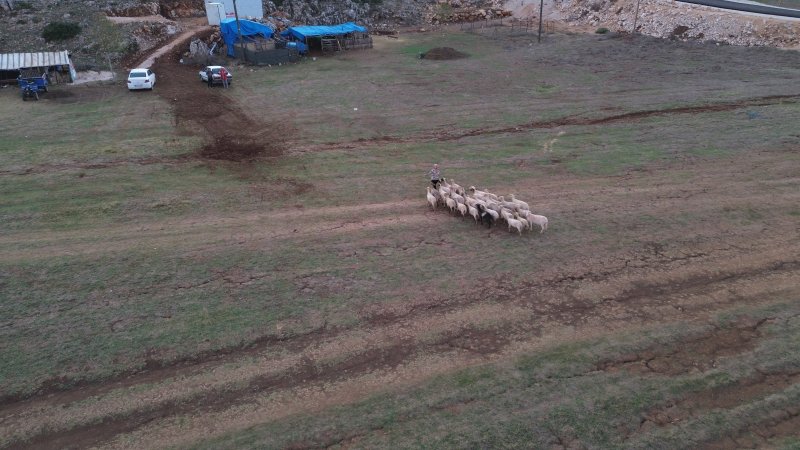 8 yıl önce devlet desteğiyle 31 koyun alan mahallenin tek kadın çobanı, koyunlardan elde ettiği kazançla ev ve araba sahibi oldu