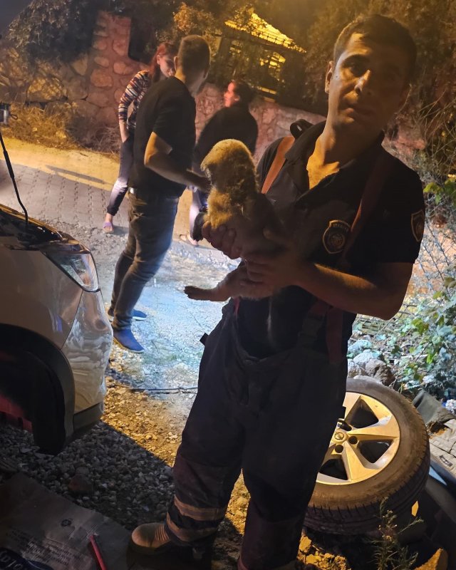 Aracın motoruna giren yavru köpek, lastik sökülerek kurtarıldı