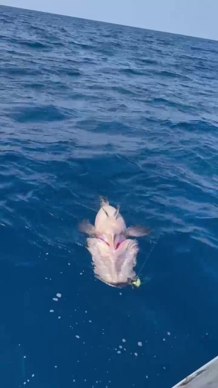 Oltayla tuttuğu 1 buçuk metrelik devasa balığı görünce gözlerine inanamadı