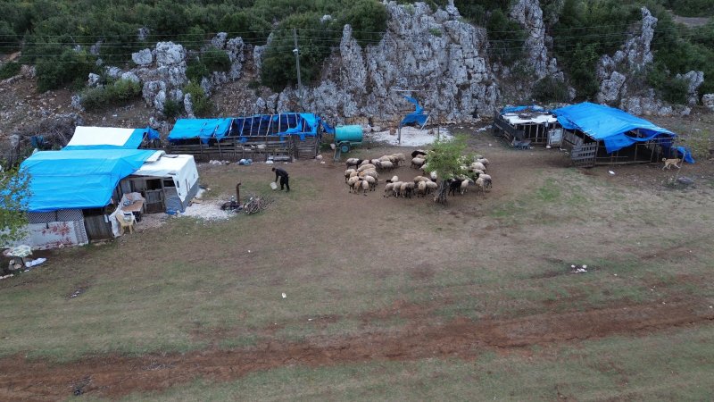 Hayvan yetiştiricileri, hayvanlarının çobanlığını da kendileri yapıyor