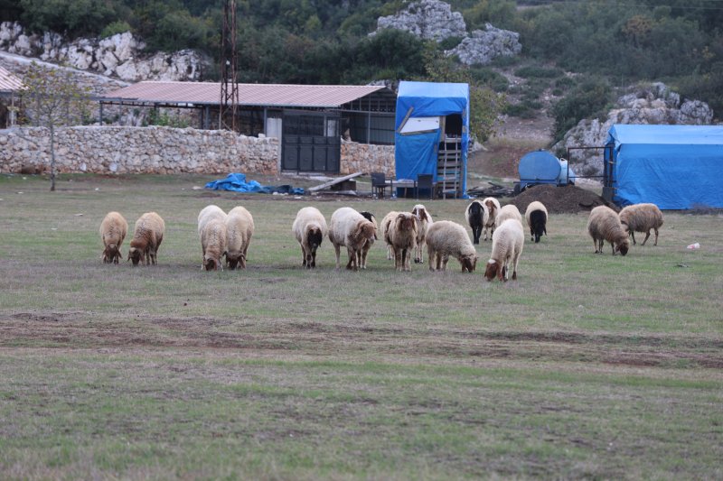 Hayvan yetiştiricileri, hayvanlarının çobanlığını da kendileri yapıyor