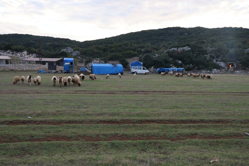 Hayvan yetiştiricileri, hayvanlarının çobanlığını da kendileri yapıyor