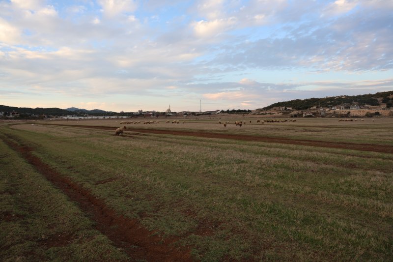 Hayvan yetiştiricileri, hayvanlarının çobanlığını da kendileri yapıyor