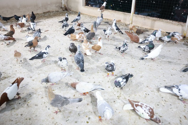 Depremin bile vazgeçiremediği 35 yıllık tutkusunu evinin çatısında sürdürüyor