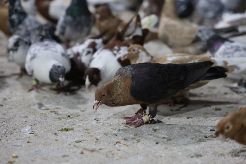 Depremin bile vazgeçiremediği 35 yıllık tutkusunu evinin çatısında sürdürüyor