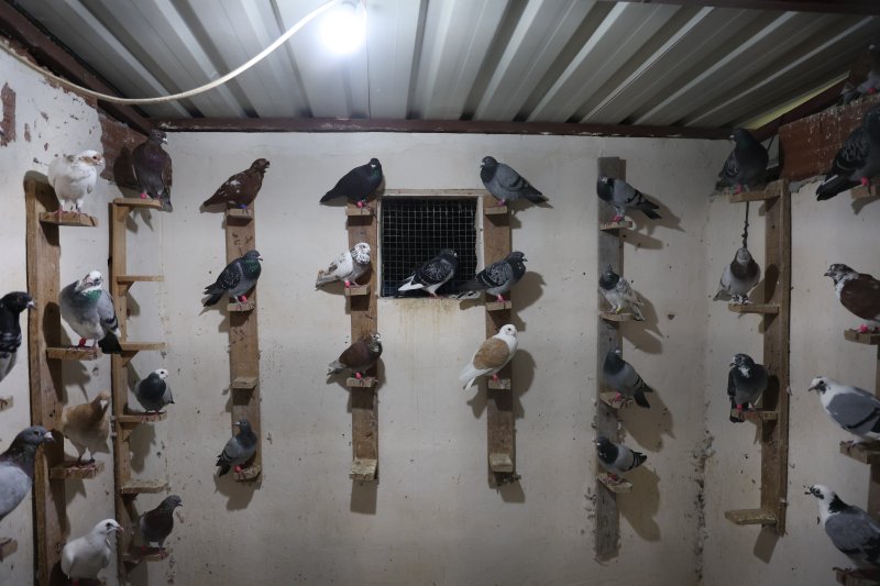 Depremin bile vazgeçiremediği 35 yıllık tutkusunu evinin çatısında sürdürüyor