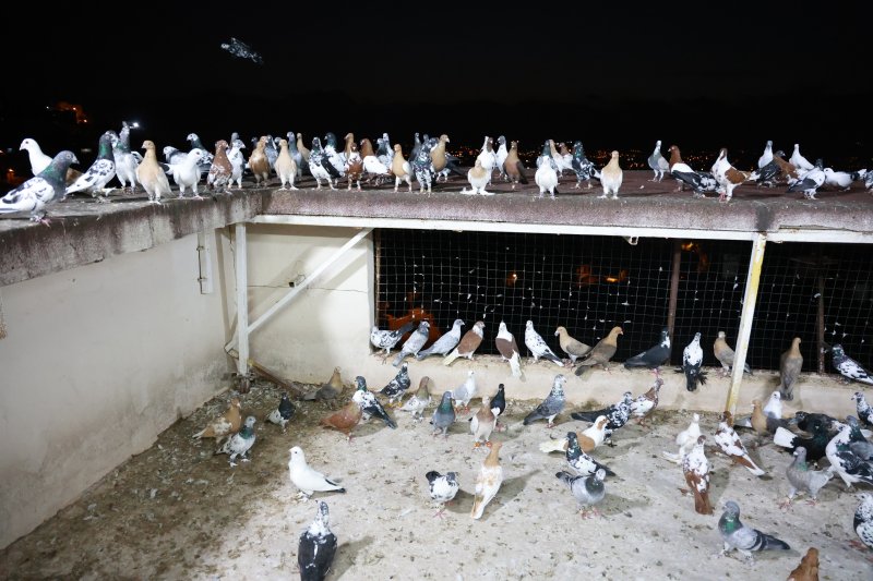 Depremin bile vazgeçiremediği 35 yıllık tutkusunu evinin çatısında sürdürüyor