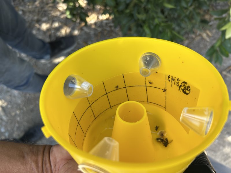 Türkiye'nin narenciye üretim merkezinde Akdeniz meyve sineğiyle mücadele sürüyor