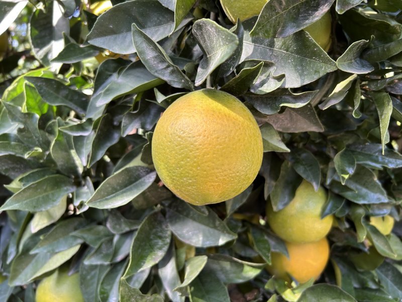 Türkiye'nin narenciye üretim merkezinde Akdeniz meyve sineğiyle mücadele sürüyor
