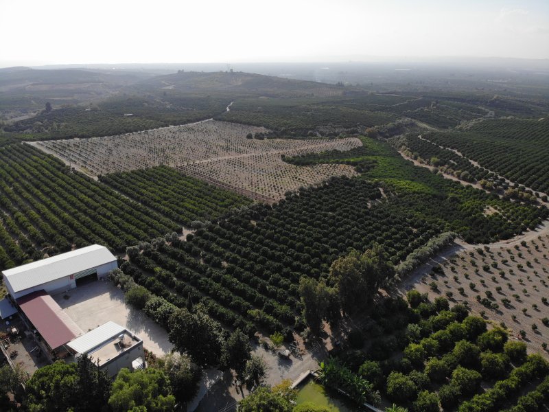 Türkiye'nin narenciye üretim merkezinde Akdeniz meyve sineğiyle mücadele sürüyor