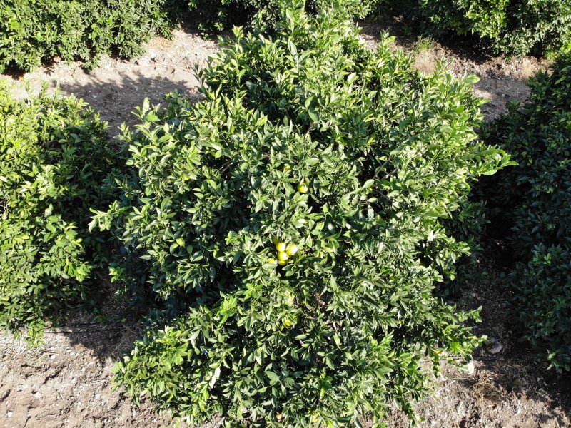 Türkiye'nin narenciye üretim merkezinde Akdeniz meyve sineğiyle mücadele sürüyor