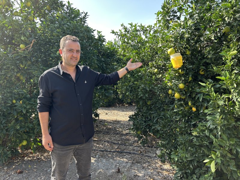 Türkiye'nin narenciye üretim merkezinde Akdeniz meyve sineğiyle mücadele sürüyor
