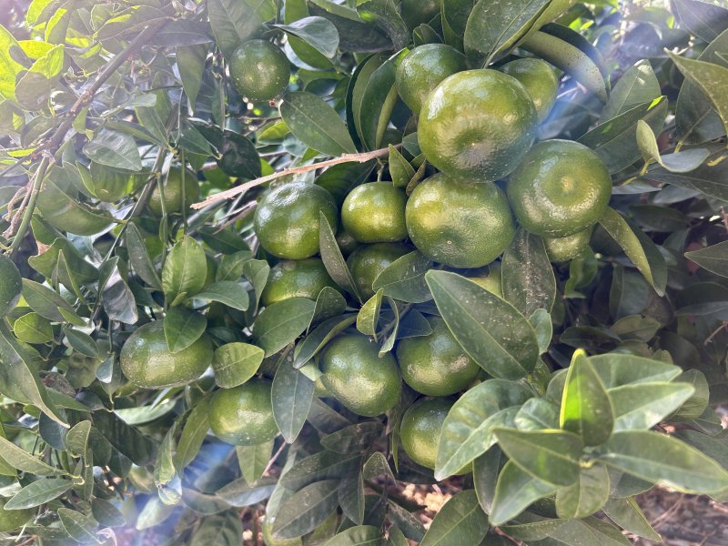 Türkiye'nin narenciye üretim merkezinde Akdeniz meyve sineğiyle mücadele sürüyor