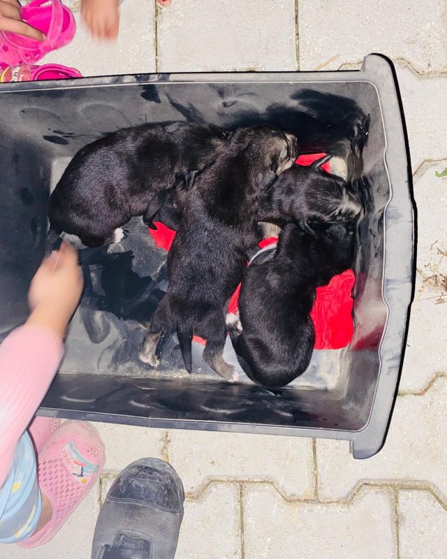 Konteynerin altına sıkışan köpekleri itfaiye kurtardı