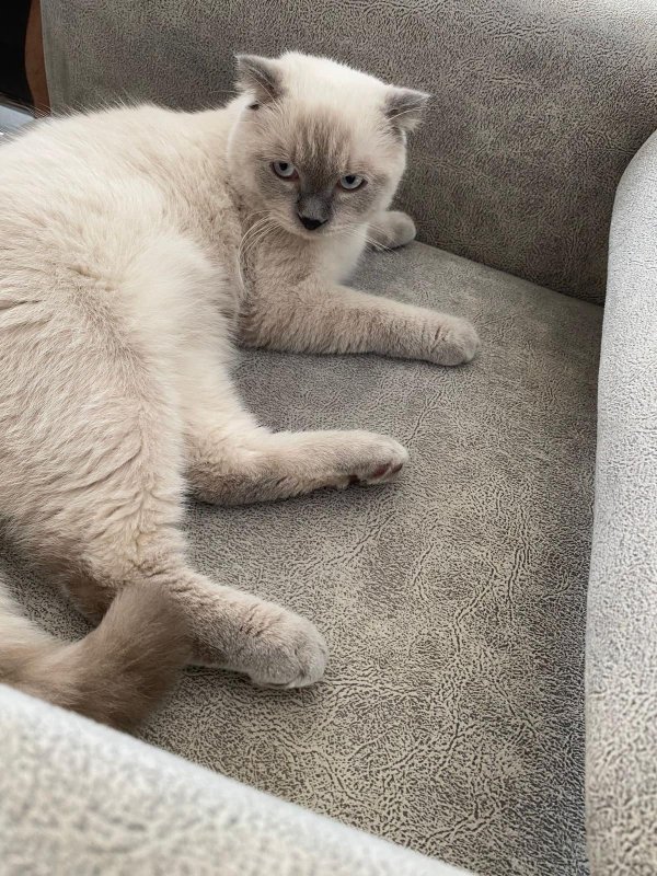 15 gündür beslediği Pamuk'u bulana ödül verecek