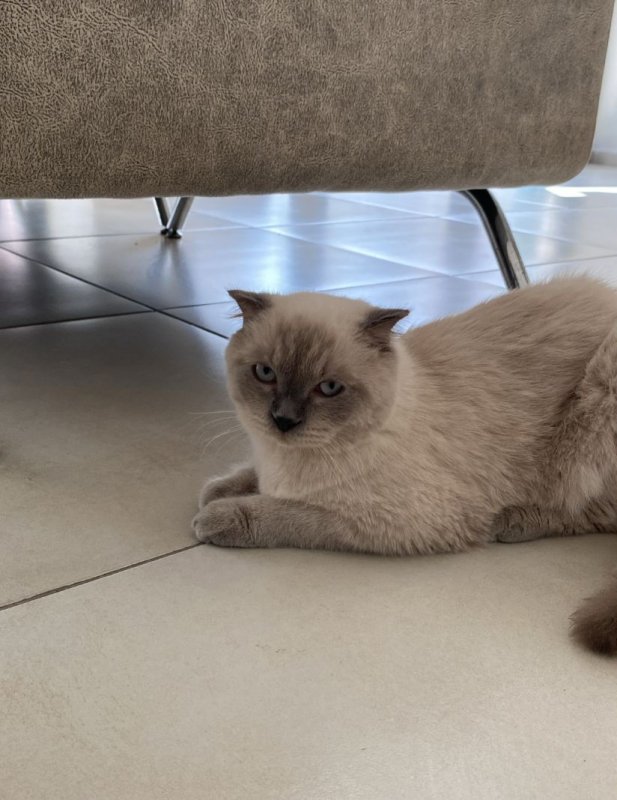 15 gündür beslediği Pamuk'u bulana ödül verecek