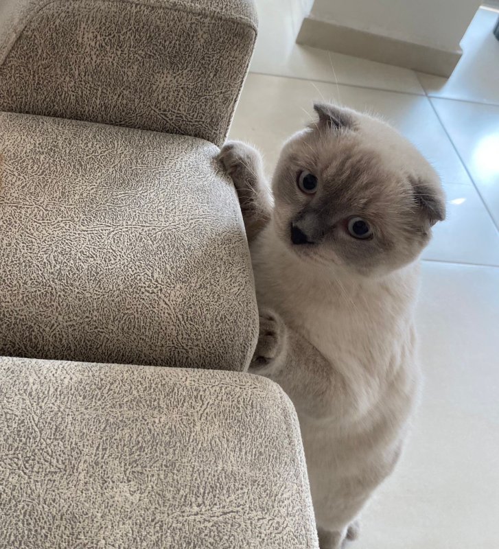 15 gündür beslediği Pamuk'u bulana ödül verecek