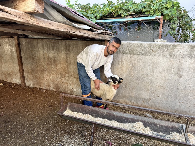  Depremzede vatandaşın 22 küçükbaş hayvanını sürerek çalıp götürdüler: O anlar kamerada - Küçükbaş hayvanları çalınan Yusuf Çınar: “Bütün birikimim küçükbaş hayvanlarımın çalınmasıyla bir gecede gitmiş oldu” HATAY (İHA) - Hatay’da iki şahsın depremzede Yusuf Çınar’ın 22 küçükbaş hayvanını çaldıkları anlar güvenlik kamerasına yansıdı. 250 bin TL’lik zararı bulunan Çınar, yaşananlara tepki göstererek hırsızların bulunmasını istediğini söyledi. Olay, Dörtyol ilçesi Özerli Mahallesi’nde yaşadı. Bir süre önce aracını satarak 23 küçükbaş hayvan alan Yusuf Çınar’ın 22 hayvanı 2 şahıs tarafından gece yarısı çalındı. Şahısların hayvanları ahırdan çıkararak sürdükleri anlar güvenlik kamerasına yansırken hırsızların rahatlığı hayrete düşürdü. Kendisi nar hasadında çalıştığı esnada olay gerçekleşen Çınar, hayvanlarının çalındığını fark etmesi üzerine durumu emniyet güçlerine bildirdi. 250 bin TL'lik zararı bulunan Çınar, yaşananlara tepki göstererek hırsızların bulunmasını istediğini söyledi. “Dün saat gece 04.00 gibi işe gittikten yirmi dakika sonra gelip koyunlarımın kapısını kırıp hayvanlarımı götürmüşler” Küçükbaş hayvanları çalınan 35 yaşındaki Yusuf Çınar, aracını satarak hayvanları satın aldığını belirterek “Aracımı sattım 23 adet küçükbaş hayvan aldım, 2 çocuk okutuyorum. Geçim kaynağım asıl almış olduğum küçükbaş hayvanlarımdı. Gece saat 04.00 gibi hasat zamanlarında narenciye işine gidiyoruz ve öğlen saat 12.00-13.00 gibi evimize geliyoruz. Narenciye hasadı sonrasında koyunlarımla ilgileniyorum; onları yayıyorum ve küçükbaş hayvanlarımı çoğaltmak için çaba harcıyordum. Dün saat gece 04.00 gibi işe gittikten yirmi dakika sonra gelip koyunlarımın kapısını kırıp hayvanlarımı götürmüşler. Kamera kaydında yüzleri belli olmuyor. Maske takmışlar iki kişi olarak gözüküyor. Saat gece 04.07 sularında koyunların bulunduğu ahırın kapılarını kırıyorlar ve küçükbaş hayvanlarımı sürekli otlattığım mezarlık tarafına gidiyor oradan da koyunları sürüp alıp mezarlık tarafından hasta olan hayvanı bırakıp iki kişi 22 küçükbaş hayvanımı sürüp götürüyorlar” dedi. “Bütün birikimim küçükbaş hayvanlarımın çalınmasıyla bir gecede gitmiş oldu” 250 bin TL zararı olduğunu dile getiren Çınar, hırsızların bulunmasını istediğini belirterek, “Ahırda sadece bir tane hasta hayvanım kaldı. Çalınan 22 küçükbaş hayvanımın toplam zararı 250 bin TL yapıyor. Bütün birikimim küçükbaş hayvanlarımın çalınmasıyla bir gecede gitmiş oldu. Bir gecede bütün geçim kaynağımı kaybettim. İki evladımdan bir oğlum böbreklerinden, kızım da böbreklerinden rahatsız. Evlatlarımın tedavisi için hayvancılığa başladım ve küçükbaş hayvanlarımı satıp tedavilerini devam edecektim, çalınınca her şey gitti ve şu anda yapacak hiçbir şeyim yok. Hayvanlarımın bulunmasını istiyorum. Tek geçim kaynağım küçükbaş hayvanlarımdı onların bulunmasını rica ediyorum” ifadelerini kullandı.