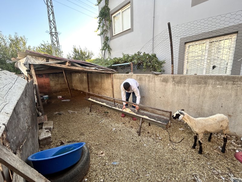  Depremzede vatandaşın 22 küçükbaş hayvanını sürerek çalıp götürdüler: O anlar kamerada - Küçükbaş hayvanları çalınan Yusuf Çınar: “Bütün birikimim küçükbaş hayvanlarımın çalınmasıyla bir gecede gitmiş oldu” HATAY (İHA) - Hatay’da iki şahsın depremzede Yusuf Çınar’ın 22 küçükbaş hayvanını çaldıkları anlar güvenlik kamerasına yansıdı. 250 bin TL’lik zararı bulunan Çınar, yaşananlara tepki göstererek hırsızların bulunmasını istediğini söyledi. Olay, Dörtyol ilçesi Özerli Mahallesi’nde yaşadı. Bir süre önce aracını satarak 23 küçükbaş hayvan alan Yusuf Çınar’ın 22 hayvanı 2 şahıs tarafından gece yarısı çalındı. Şahısların hayvanları ahırdan çıkararak sürdükleri anlar güvenlik kamerasına yansırken hırsızların rahatlığı hayrete düşürdü. Kendisi nar hasadında çalıştığı esnada olay gerçekleşen Çınar, hayvanlarının çalındığını fark etmesi üzerine durumu emniyet güçlerine bildirdi. 250 bin TL'lik zararı bulunan Çınar, yaşananlara tepki göstererek hırsızların bulunmasını istediğini söyledi. “Dün saat gece 04.00 gibi işe gittikten yirmi dakika sonra gelip koyunlarımın kapısını kırıp hayvanlarımı götürmüşler” Küçükbaş hayvanları çalınan 35 yaşındaki Yusuf Çınar, aracını satarak hayvanları satın aldığını belirterek “Aracımı sattım 23 adet küçükbaş hayvan aldım, 2 çocuk okutuyorum. Geçim kaynağım asıl almış olduğum küçükbaş hayvanlarımdı. Gece saat 04.00 gibi hasat zamanlarında narenciye işine gidiyoruz ve öğlen saat 12.00-13.00 gibi evimize geliyoruz. Narenciye hasadı sonrasında koyunlarımla ilgileniyorum; onları yayıyorum ve küçükbaş hayvanlarımı çoğaltmak için çaba harcıyordum. Dün saat gece 04.00 gibi işe gittikten yirmi dakika sonra gelip koyunlarımın kapısını kırıp hayvanlarımı götürmüşler. Kamera kaydında yüzleri belli olmuyor. Maske takmışlar iki kişi olarak gözüküyor. Saat gece 04.07 sularında koyunların bulunduğu ahırın kapılarını kırıyorlar ve küçükbaş hayvanlarımı sürekli otlattığım mezarlık tarafına gidiyor oradan da koyunları sürüp alıp mezarlık tarafından hasta olan hayvanı bırakıp iki kişi 22 küçükbaş hayvanımı sürüp götürüyorlar” dedi. “Bütün birikimim küçükbaş hayvanlarımın çalınmasıyla bir gecede gitmiş oldu” 250 bin TL zararı olduğunu dile getiren Çınar, hırsızların bulunmasını istediğini belirterek, “Ahırda sadece bir tane hasta hayvanım kaldı. Çalınan 22 küçükbaş hayvanımın toplam zararı 250 bin TL yapıyor. Bütün birikimim küçükbaş hayvanlarımın çalınmasıyla bir gecede gitmiş oldu. Bir gecede bütün geçim kaynağımı kaybettim. İki evladımdan bir oğlum böbreklerinden, kızım da böbreklerinden rahatsız. Evlatlarımın tedavisi için hayvancılığa başladım ve küçükbaş hayvanlarımı satıp tedavilerini devam edecektim, çalınınca her şey gitti ve şu anda yapacak hiçbir şeyim yok. Hayvanlarımın bulunmasını istiyorum. Tek geçim kaynağım küçükbaş hayvanlarımdı onların bulunmasını rica ediyorum” ifadelerini kullandı.
