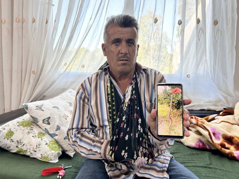 Narenciye topladığı esnada engerek ısıran çiftçi, hayata tutunmayı başardı - Çiftçi Gani Ayiler: “Elimi hemen bilek kısmından bağladılar eğer bileğimden bağlamamış olsalardı yılanın zehri tüm vücuduma dağılırdı” (Fotoğraflı) Esma Kural - Ogün Aslan HATAY (İHA) - Hatay'da narenciye hasadı yaptığı esnada engerek yılanının saldırısına uğrayan çiftçi Gani Ayiler, saldırının üzerinden 10 gün geçmesine rağmen acı çekmeye devam ediyor. Yaşadığı korku dolu anları anlatan Ayiler, elini bileğinden bağlamasının kendini hayata tutundurduğunu söyledi. Dörtyol ilçesi Yeşilköy Mahallesi'nde yaşayan Gani Ayiler isimli çiftçi, narenciye bahçesinde hasat yaptığı esnada engerek yılanı tarafından sokulmuştu. Ayiler, yılan saldırısı sonrası bileğinden bağlanarak kısa sürede tedavi altına alındı. Yoğun bakımdaki sürecin ardından taburcu edilen Ayiler, olayın üzerinden 10 gün geçmesine rağmen kolunu oynatamıyor ve ağrıları devam ediyor. Kendisini ısıran engerek yılanı ailesi tarafından öldürülen Ayiler, yaşadıklarını anlattı. “Elimi hemen bilek kısmından bağladılar eğer bileğimden bağlamamış olsalardı yılanın zehri tüm vücuduma dağılırdı” Engerek saldırısı sonrası yaşadıklarını anlatan 53 yaşındaki Gani Ayiler, "Narenciye hasadı yaptığımız yer biraz karanlıktı. Yılanı gördüm elimi uzattım ve bir anda elimi ısırdı. Isırması sonucunda aileme seslendim, elimi hemen bilek kısmından bağladılar eğer bileğimden bağlamamış olsalardı yılanın zehri tüm vücuduma dağılırdı. Doktor bey de 'iyi ki bilek kısmından bağlamışlar yoksa zehir tüm vücuda yayılırmış' dedi. Engerek yılanı ısırması sonrasında hem uyuşma hem de sancı çok fazla vardı, yılanın ısırması mermi sıkılmış gibiydi. Elimi bağladıkları için sadece elim uyuştu eğer bağlanmasaydı tüm vücudum uyuşurdu. Yılan soktuktan sonra ben kendimden geçtim ve beni zorlukla hastaneye yetiştirdiler. Hastanede hemen yoğun bakıma aldılar. Beş gün yoğun bakımda kaldım" dedi. “Elimi uzatmamla elimi ısırması bir anda oldu” Yılanın saldırısının üzerinden 10 gün geçmesine rağmen hala ağrılarının olduğunu ve kolunu oynatamadığını dile getiren Ayiler, “Ağrı halen devam ediyor, elimi kaldırıp indiremiyorum. Dünyadaki en zehirli yılanı engerekmiş. Elimi uzatmamla elimi ısırması bir anda oldu. Yılanın ısırmasıyla bayağı bir ağrı yaptı ve yerde buldukları iple elimi hemen bağladılar. Elimi eğer bağlamamış olsaydılar ne kalp kalırdı ne ben kalırdım. 9-10 gün oldu işe gidemiyorum. Maddi durumum da fazla yok. Altı tane çocuğum var. Kalp rahatsızlığı var bende ve kalbimden üç sefer anjiyo oldum” ifadelerini kullandı.