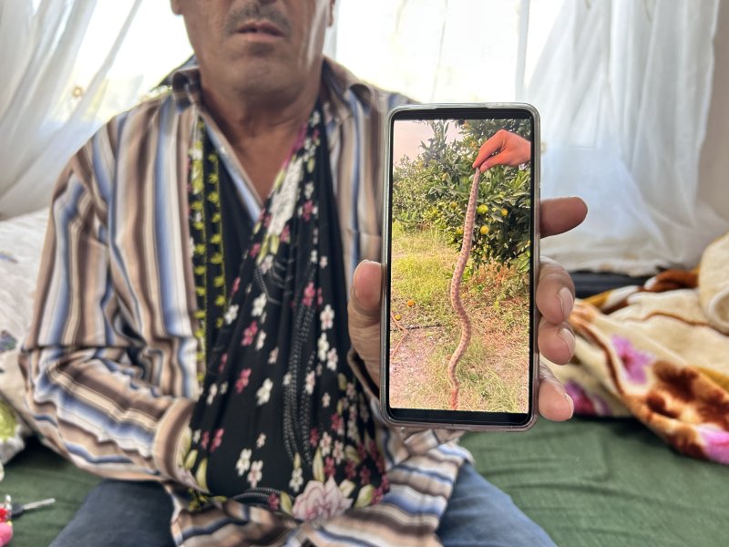 Narenciye topladığı esnada engerek ısıran çiftçi, hayata tutunmayı başardı - Çiftçi Gani Ayiler: “Elimi hemen bilek kısmından bağladılar eğer bileğimden bağlamamış olsalardı yılanın zehri tüm vücuduma dağılırdı” (Fotoğraflı) Esma Kural - Ogün Aslan HATAY (İHA) - Hatay'da narenciye hasadı yaptığı esnada engerek yılanının saldırısına uğrayan çiftçi Gani Ayiler, saldırının üzerinden 10 gün geçmesine rağmen acı çekmeye devam ediyor. Yaşadığı korku dolu anları anlatan Ayiler, elini bileğinden bağlamasının kendini hayata tutundurduğunu söyledi. Dörtyol ilçesi Yeşilköy Mahallesi'nde yaşayan Gani Ayiler isimli çiftçi, narenciye bahçesinde hasat yaptığı esnada engerek yılanı tarafından sokulmuştu. Ayiler, yılan saldırısı sonrası bileğinden bağlanarak kısa sürede tedavi altına alındı. Yoğun bakımdaki sürecin ardından taburcu edilen Ayiler, olayın üzerinden 10 gün geçmesine rağmen kolunu oynatamıyor ve ağrıları devam ediyor. Kendisini ısıran engerek yılanı ailesi tarafından öldürülen Ayiler, yaşadıklarını anlattı. “Elimi hemen bilek kısmından bağladılar eğer bileğimden bağlamamış olsalardı yılanın zehri tüm vücuduma dağılırdı” Engerek saldırısı sonrası yaşadıklarını anlatan 53 yaşındaki Gani Ayiler, "Narenciye hasadı yaptığımız yer biraz karanlıktı. Yılanı gördüm elimi uzattım ve bir anda elimi ısırdı. Isırması sonucunda aileme seslendim, elimi hemen bilek kısmından bağladılar eğer bileğimden bağlamamış olsalardı yılanın zehri tüm vücuduma dağılırdı. Doktor bey de 'iyi ki bilek kısmından bağlamışlar yoksa zehir tüm vücuda yayılırmış' dedi. Engerek yılanı ısırması sonrasında hem uyuşma hem de sancı çok fazla vardı, yılanın ısırması mermi sıkılmış gibiydi. Elimi bağladıkları için sadece elim uyuştu eğer bağlanmasaydı tüm vücudum uyuşurdu. Yılan soktuktan sonra ben kendimden geçtim ve beni zorlukla hastaneye yetiştirdiler. Hastanede hemen yoğun bakıma aldılar. Beş gün yoğun bakımda kaldım" dedi. “Elimi uzatmamla elimi ısırması bir anda oldu” Yılanın saldırısının üzerinden 10 gün geçmesine rağmen hala ağrılarının olduğunu ve kolunu oynatamadığını dile getiren Ayiler, “Ağrı halen devam ediyor, elimi kaldırıp indiremiyorum. Dünyadaki en zehirli yılanı engerekmiş. Elimi uzatmamla elimi ısırması bir anda oldu. Yılanın ısırmasıyla bayağı bir ağrı yaptı ve yerde buldukları iple elimi hemen bağladılar. Elimi eğer bağlamamış olsaydılar ne kalp kalırdı ne ben kalırdım. 9-10 gün oldu işe gidemiyorum. Maddi durumum da fazla yok. Altı tane çocuğum var. Kalp rahatsızlığı var bende ve kalbimden üç sefer anjiyo oldum” ifadelerini kullandı.