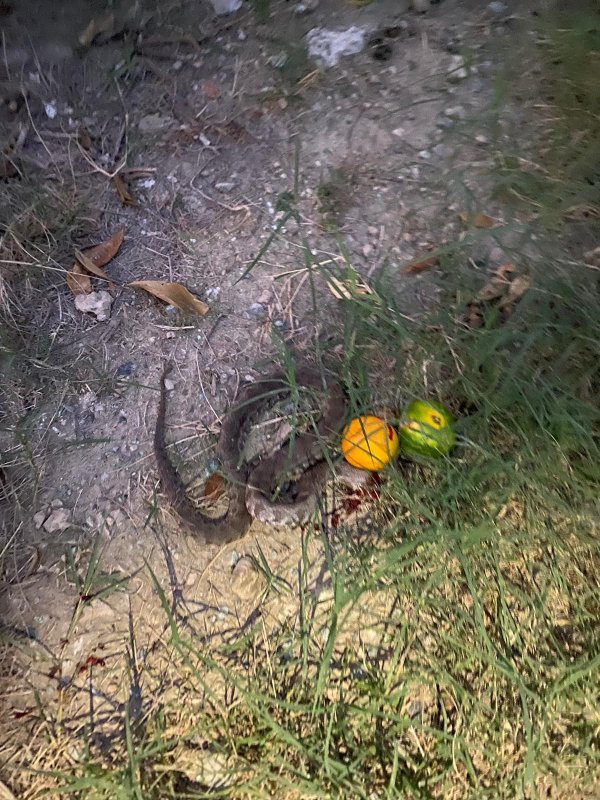 Narenciye topladığı esnada engerek ısıran çiftçi, hayata tutunmayı başardı - Çiftçi Gani Ayiler: “Elimi hemen bilek kısmından bağladılar eğer bileğimden bağlamamış olsalardı yılanın zehri tüm vücuduma dağılırdı” (Fotoğraflı) Esma Kural - Ogün Aslan HATAY (İHA) - Hatay'da narenciye hasadı yaptığı esnada engerek yılanının saldırısına uğrayan çiftçi Gani Ayiler, saldırının üzerinden 10 gün geçmesine rağmen acı çekmeye devam ediyor. Yaşadığı korku dolu anları anlatan Ayiler, elini bileğinden bağlamasının kendini hayata tutundurduğunu söyledi. Dörtyol ilçesi Yeşilköy Mahallesi'nde yaşayan Gani Ayiler isimli çiftçi, narenciye bahçesinde hasat yaptığı esnada engerek yılanı tarafından sokulmuştu. Ayiler, yılan saldırısı sonrası bileğinden bağlanarak kısa sürede tedavi altına alındı. Yoğun bakımdaki sürecin ardından taburcu edilen Ayiler, olayın üzerinden 10 gün geçmesine rağmen kolunu oynatamıyor ve ağrıları devam ediyor. Kendisini ısıran engerek yılanı ailesi tarafından öldürülen Ayiler, yaşadıklarını anlattı. “Elimi hemen bilek kısmından bağladılar eğer bileğimden bağlamamış olsalardı yılanın zehri tüm vücuduma dağılırdı” Engerek saldırısı sonrası yaşadıklarını anlatan 53 yaşındaki Gani Ayiler, "Narenciye hasadı yaptığımız yer biraz karanlıktı. Yılanı gördüm elimi uzattım ve bir anda elimi ısırdı. Isırması sonucunda aileme seslendim, elimi hemen bilek kısmından bağladılar eğer bileğimden bağlamamış olsalardı yılanın zehri tüm vücuduma dağılırdı. Doktor bey de 'iyi ki bilek kısmından bağlamışlar yoksa zehir tüm vücuda yayılırmış' dedi. Engerek yılanı ısırması sonrasında hem uyuşma hem de sancı çok fazla vardı, yılanın ısırması mermi sıkılmış gibiydi. Elimi bağladıkları için sadece elim uyuştu eğer bağlanmasaydı tüm vücudum uyuşurdu. Yılan soktuktan sonra ben kendimden geçtim ve beni zorlukla hastaneye yetiştirdiler. Hastanede hemen yoğun bakıma aldılar. Beş gün yoğun bakımda kaldım" dedi. “Elimi uzatmamla elimi ısırması bir anda oldu” Yılanın saldırısının üzerinden 10 gün geçmesine rağmen hala ağrılarının olduğunu ve kolunu oynatamadığını dile getiren Ayiler, “Ağrı halen devam ediyor, elimi kaldırıp indiremiyorum. Dünyadaki en zehirli yılanı engerekmiş. Elimi uzatmamla elimi ısırması bir anda oldu. Yılanın ısırmasıyla bayağı bir ağrı yaptı ve yerde buldukları iple elimi hemen bağladılar. Elimi eğer bağlamamış olsaydılar ne kalp kalırdı ne ben kalırdım. 9-10 gün oldu işe gidemiyorum. Maddi durumum da fazla yok. Altı tane çocuğum var. Kalp rahatsızlığı var bende ve kalbimden üç sefer anjiyo oldum” ifadelerini kullandı.